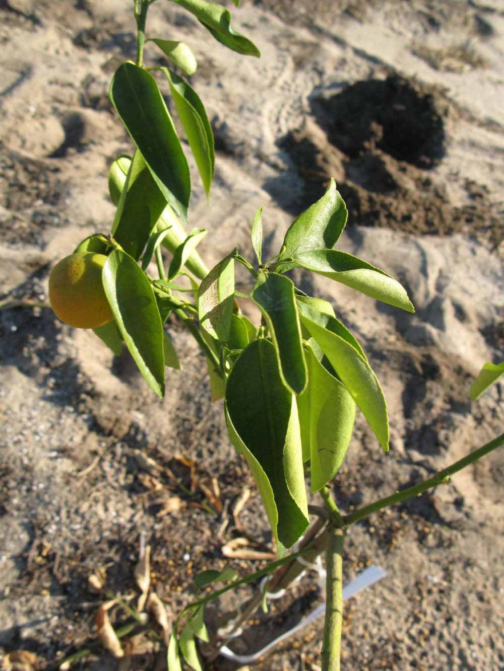            Sun leaves (Winter Haven, FL)   